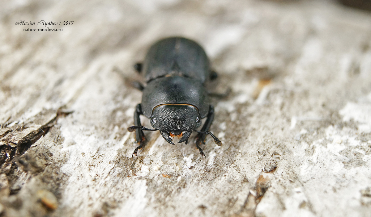 Оленёк обыкновенный (Dorcus parallelipipedus)