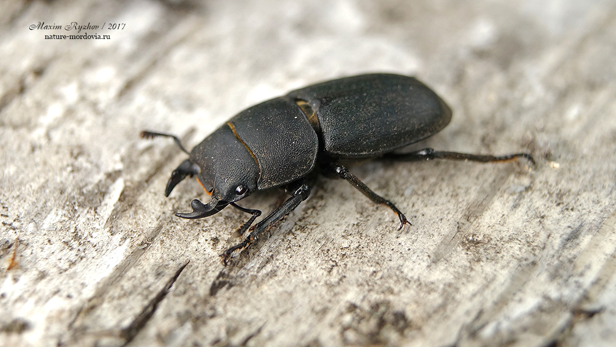 Оленёк обыкновенный (Dorcus parallelipipedus)