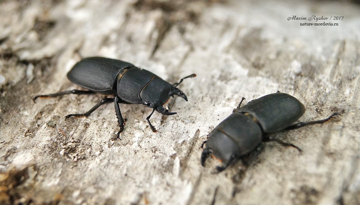 Оленёк обыкновенный (Dorcus parallelipipedus)