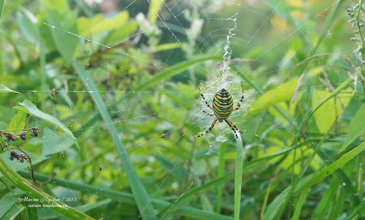 Аргиопа Брюнниха (Argiope bruennichi) 