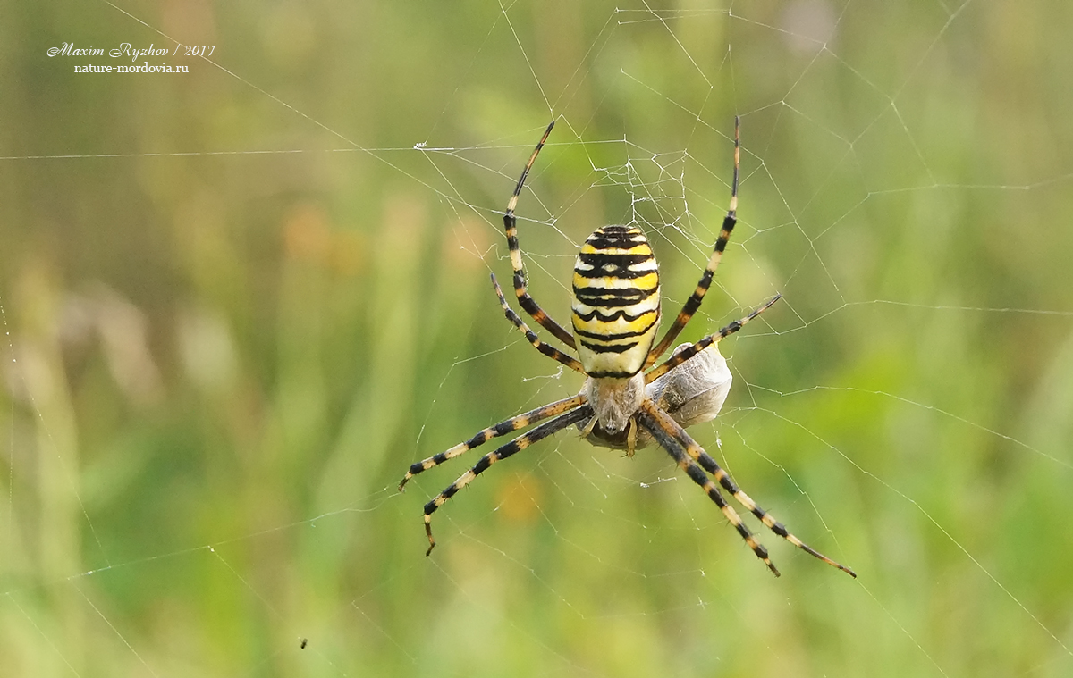 Аргиопа Брюнниха (Argiope bruennichi) 