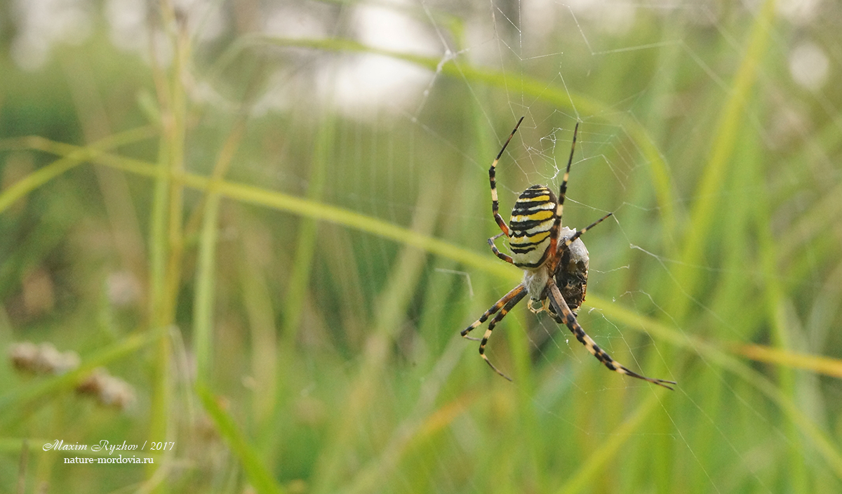 Аргиопа Брюнниха (Argiope bruennichi) 