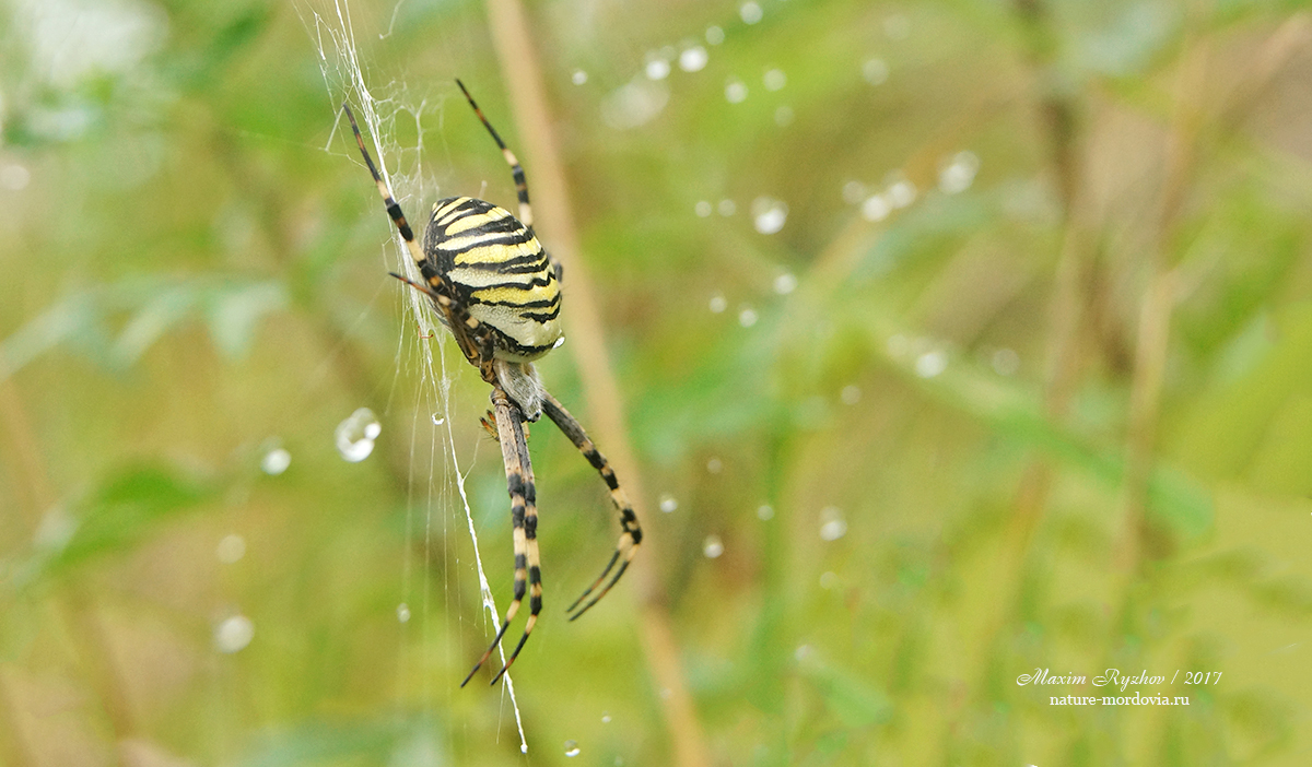 Аргиопа Брюнниха (Argiope bruennichi) 