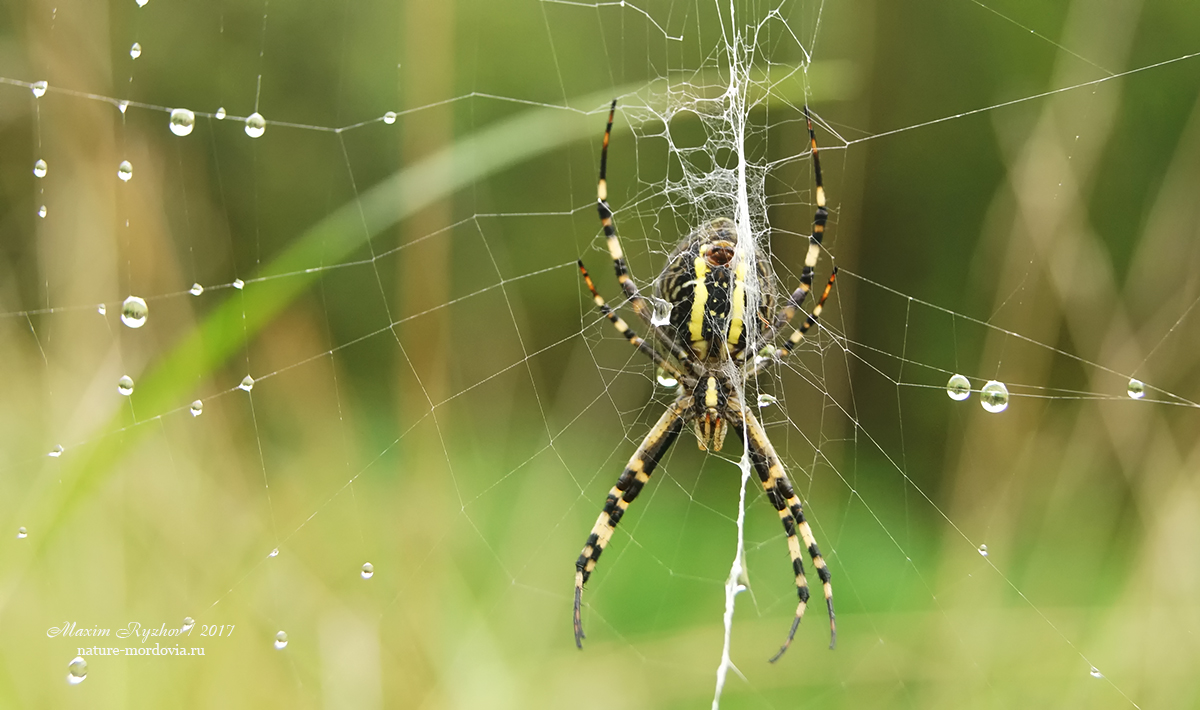 Аргиопа Брюнниха (Argiope bruennichi) 