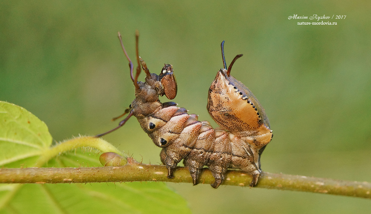 Буковый вилохвост (Stauropus fagi)