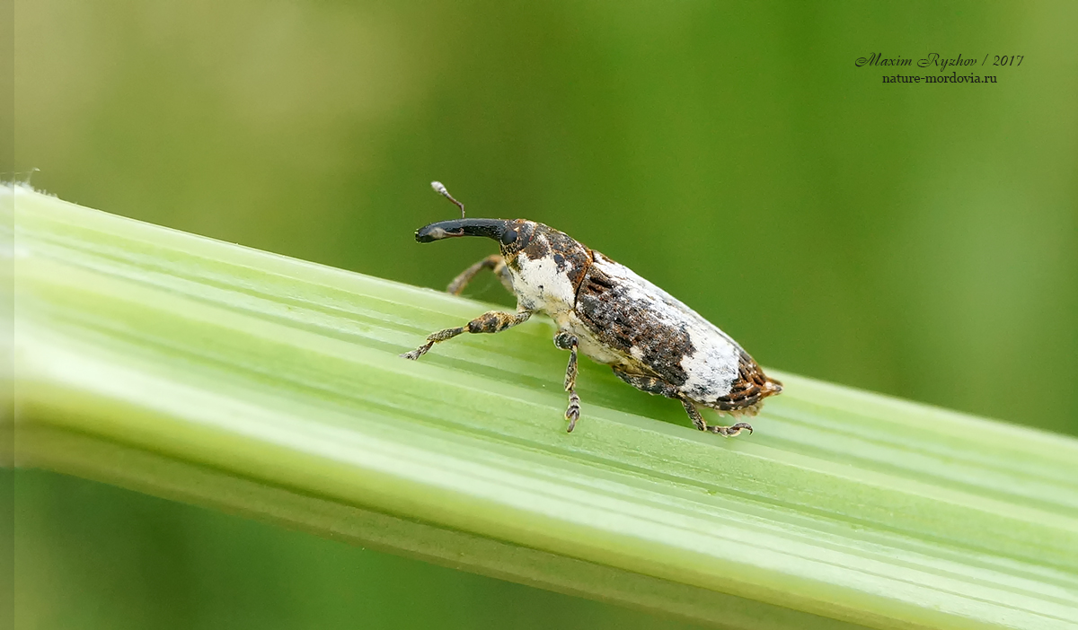 Lixus cylindrus