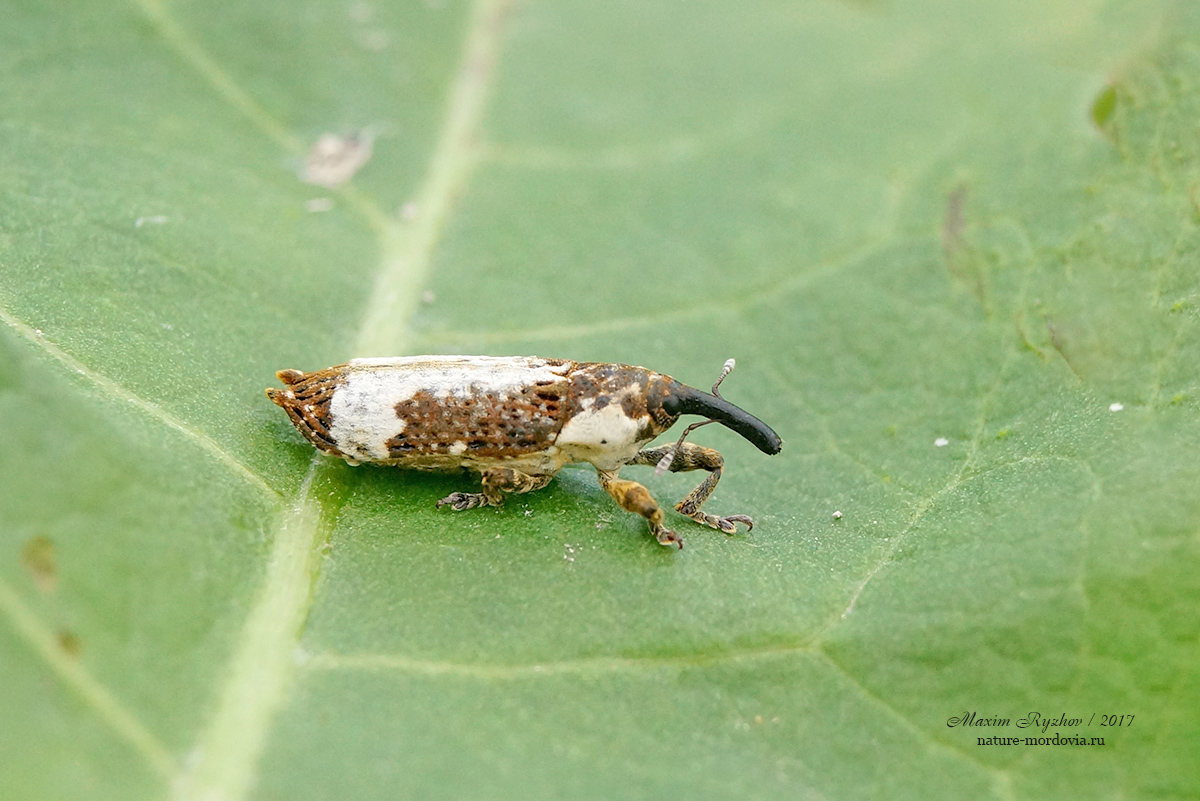 Lixus cylindrus