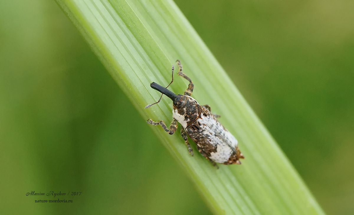 Lixus cylindrus