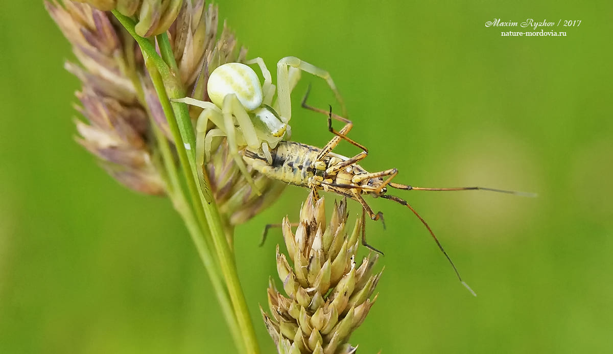 Цветочный паук Misumena vatia  решил перекусить кем-то из слепняков (Leptopterna)