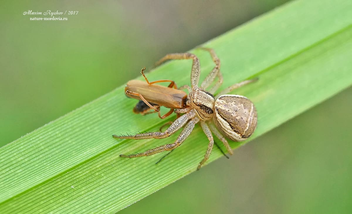 Ксистикус вязовый (Xysticus ulmi)