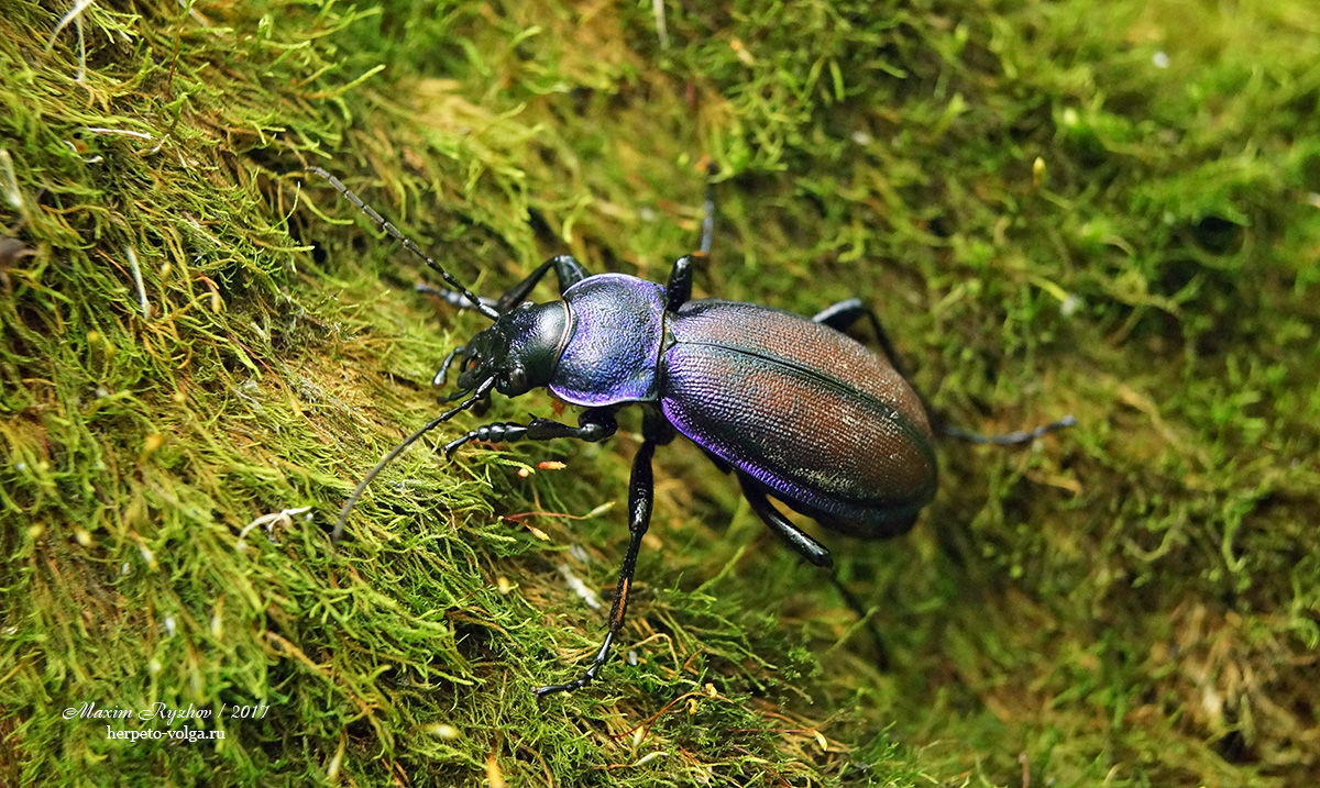 Жужелица Шонхерра (Carabus schoenherri)