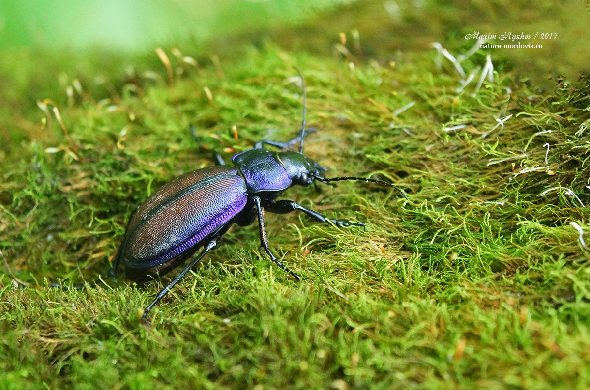 Жужелица Шонхерра (Carabus schoenherri)