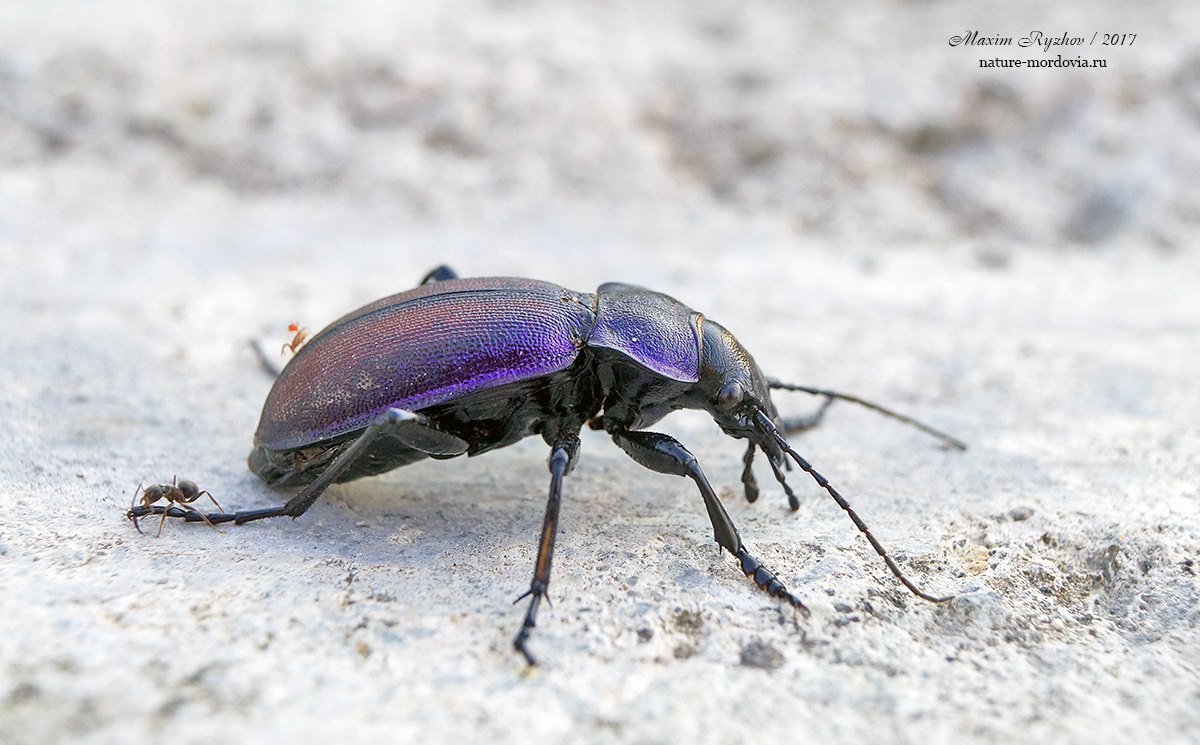 Жужелица Шонхерра (Carabus schoenherri)