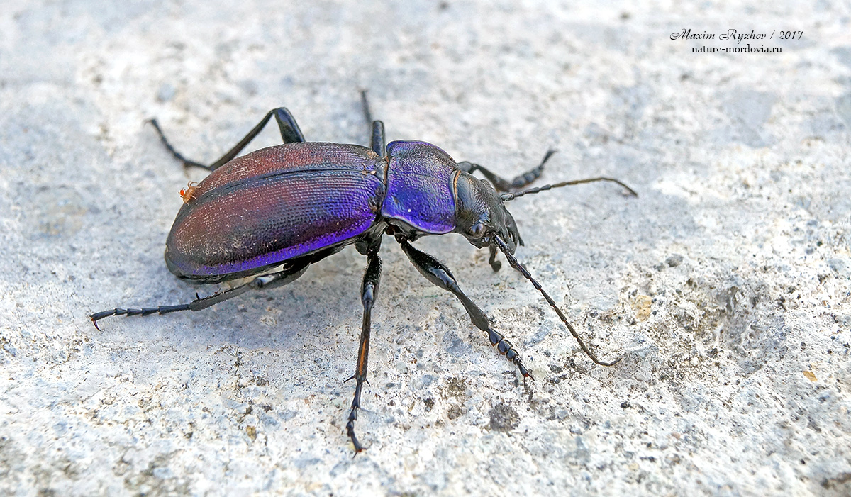 Жужелица Шонхерра (Carabus schoenherri)