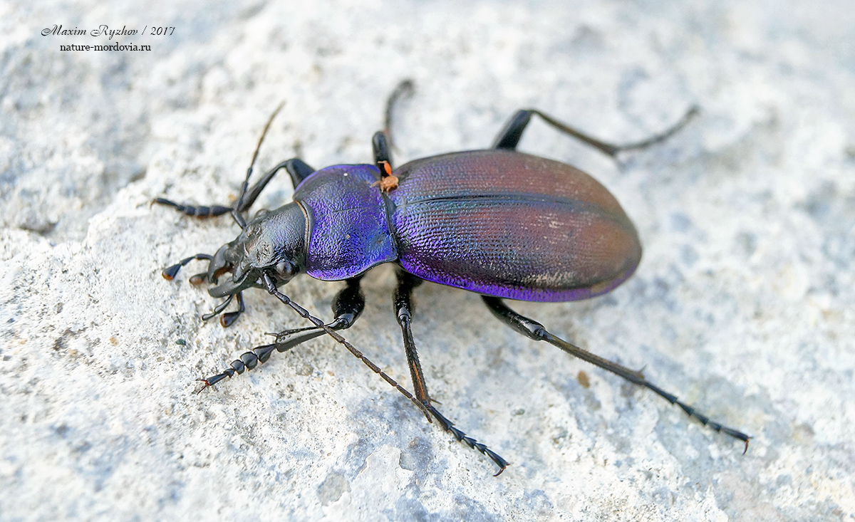 Жужелица Шонхерра (Carabus schoenherri)