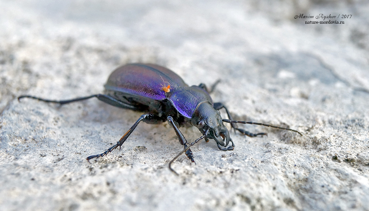 Жужелица Шонхерра (Carabus schoenherri)