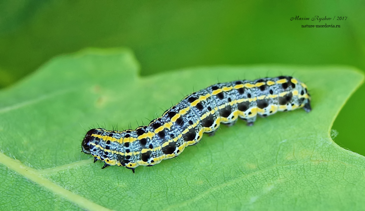 Совка рыжая (Orthosia miniosa)