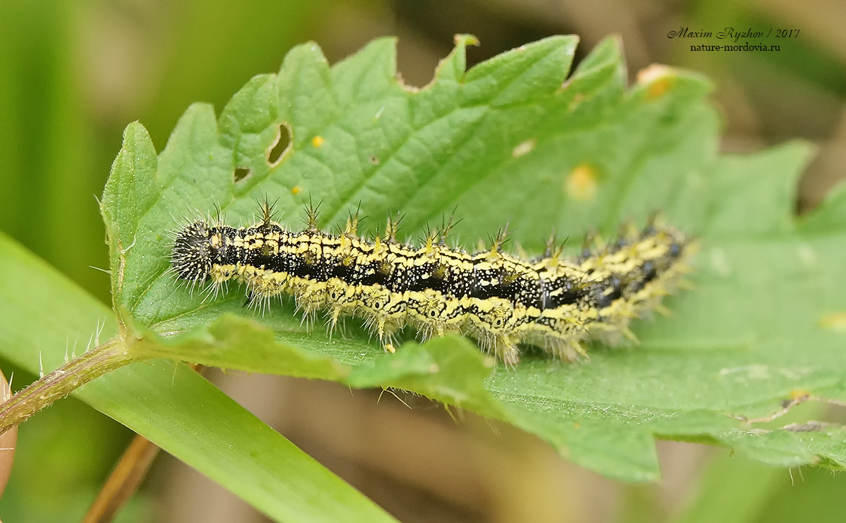 Гусеница крапивницы (Aglais urticae)