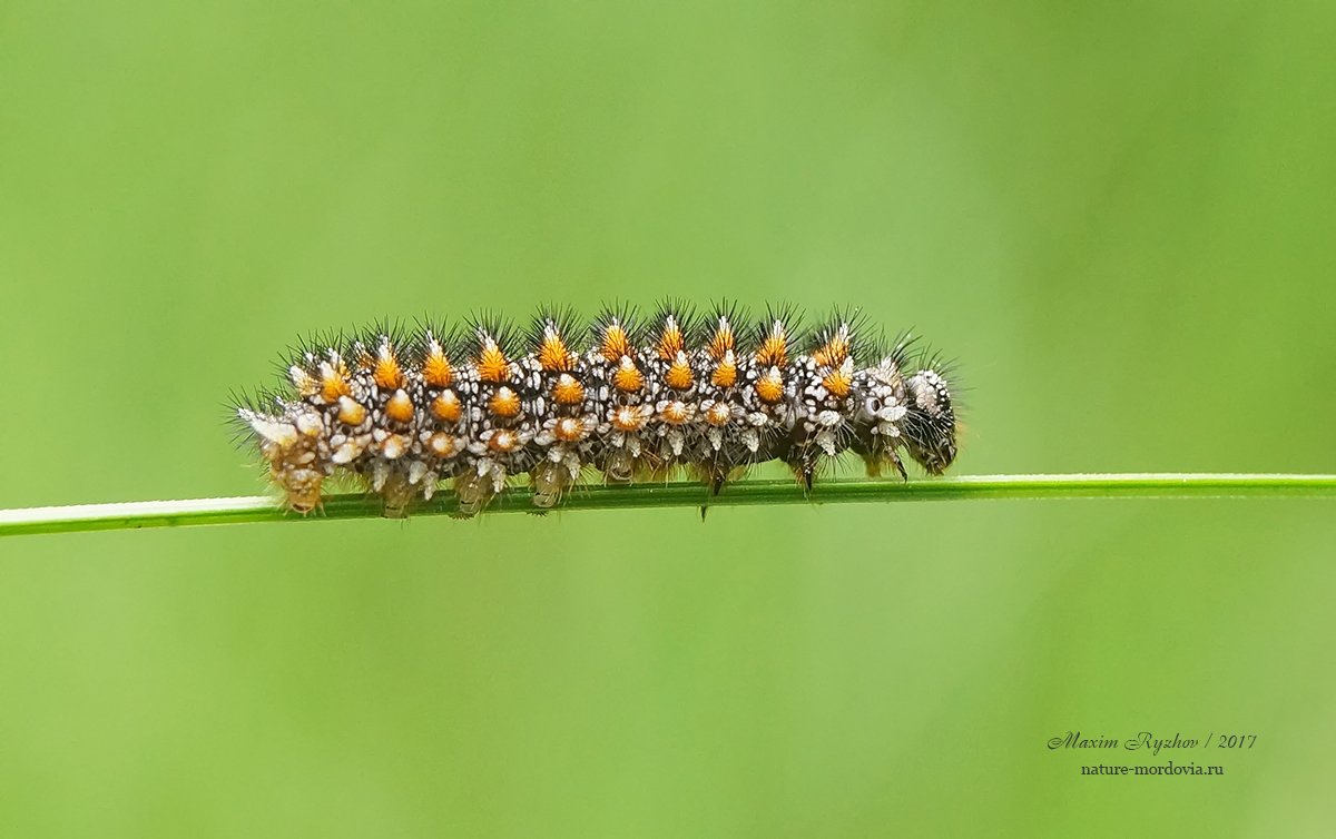Кто-то из шашечниц (Melitaea sp.)