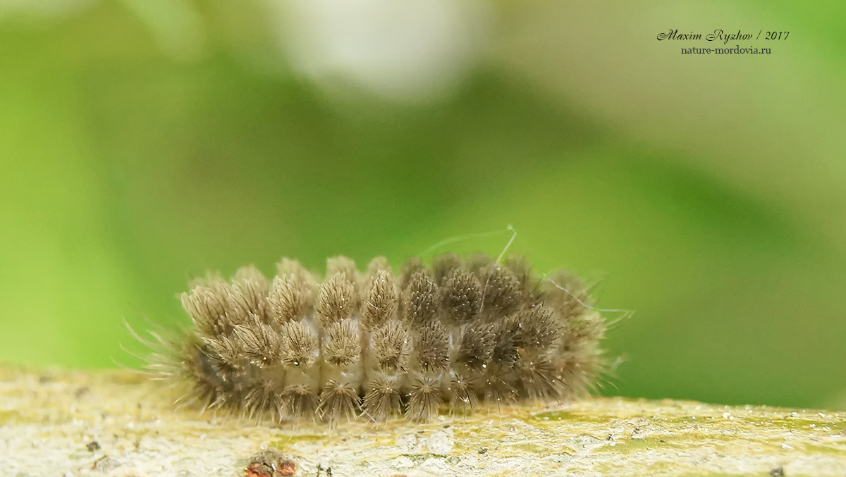 Розовая лишайница (Miltochrista miniata)