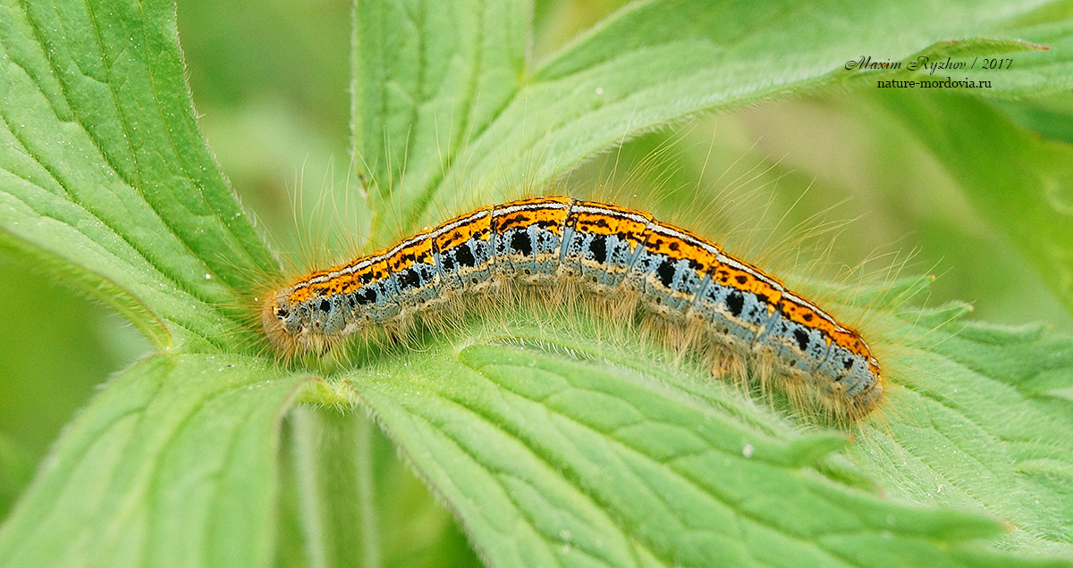 Коконопряд молочайный (Malacosoma castrensis)