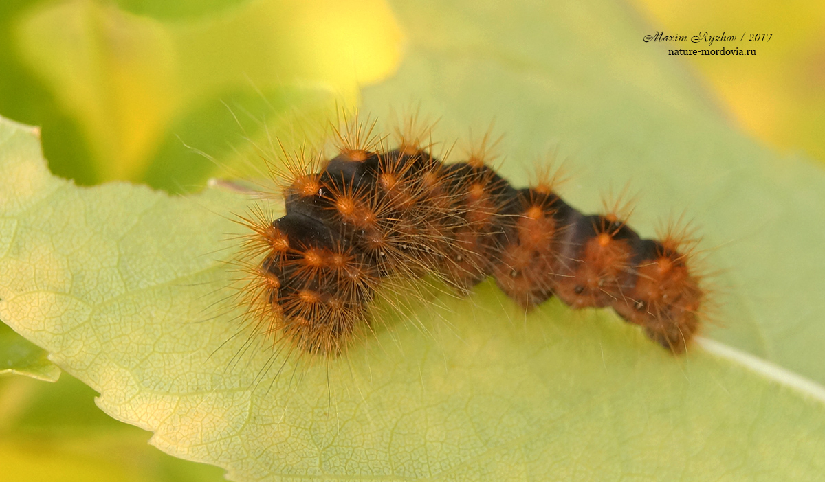 Стрельчатка буро-серой (Acronicta auricoma)