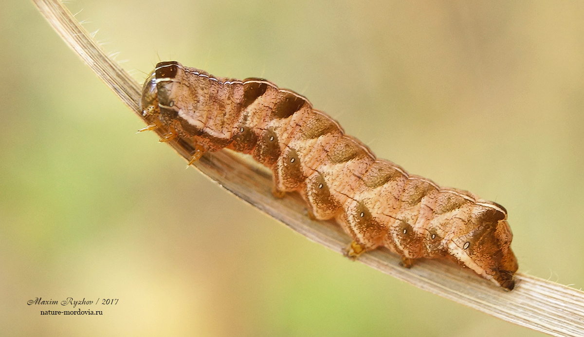 Совка садовая черноватая (Melanchra persicariae)