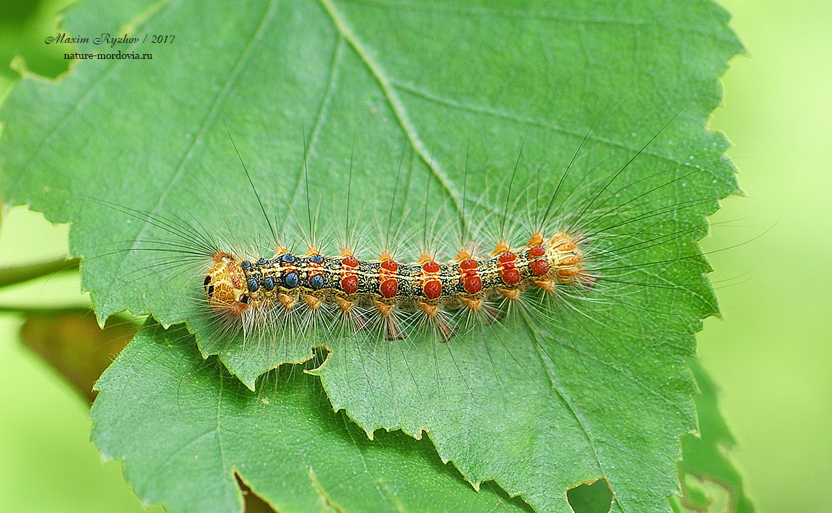 Непарный шелкопряд (Lymantria dispar)