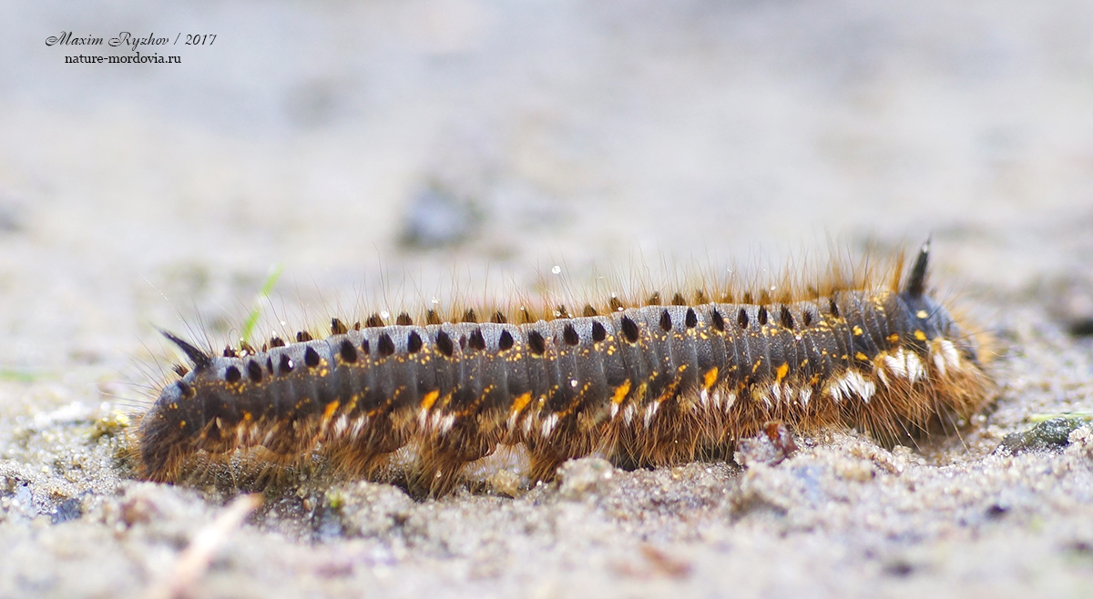 Травяной шелкопряд (Euthrix potatoria)