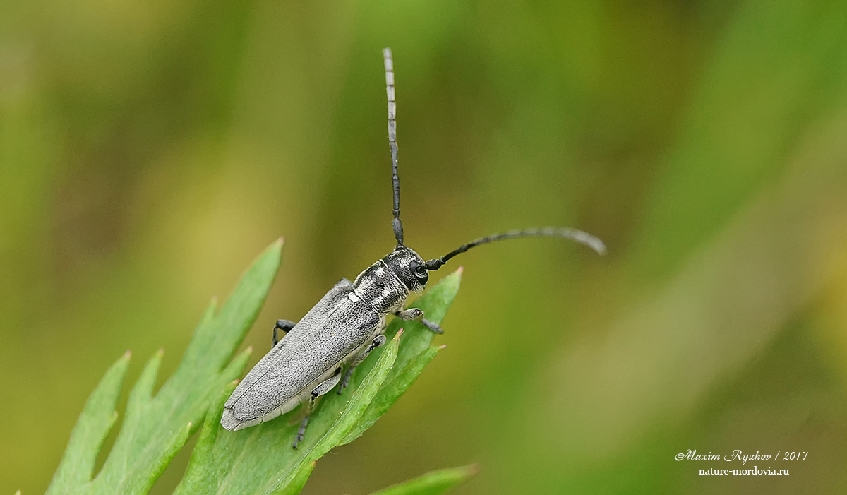 Фитоеция черноусая Phytoecia nigricornis