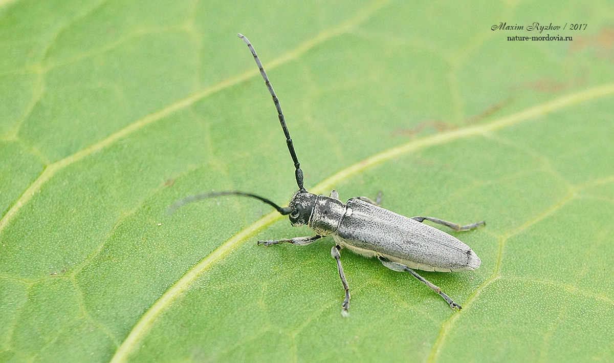 Фитоеция черноусая Phytoecia nigricornis