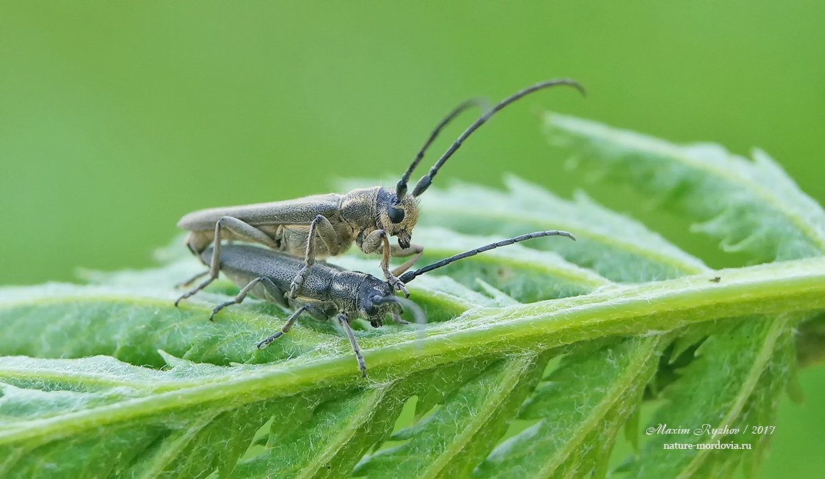 Фитоеция черноусая Phytoecia nigricornis