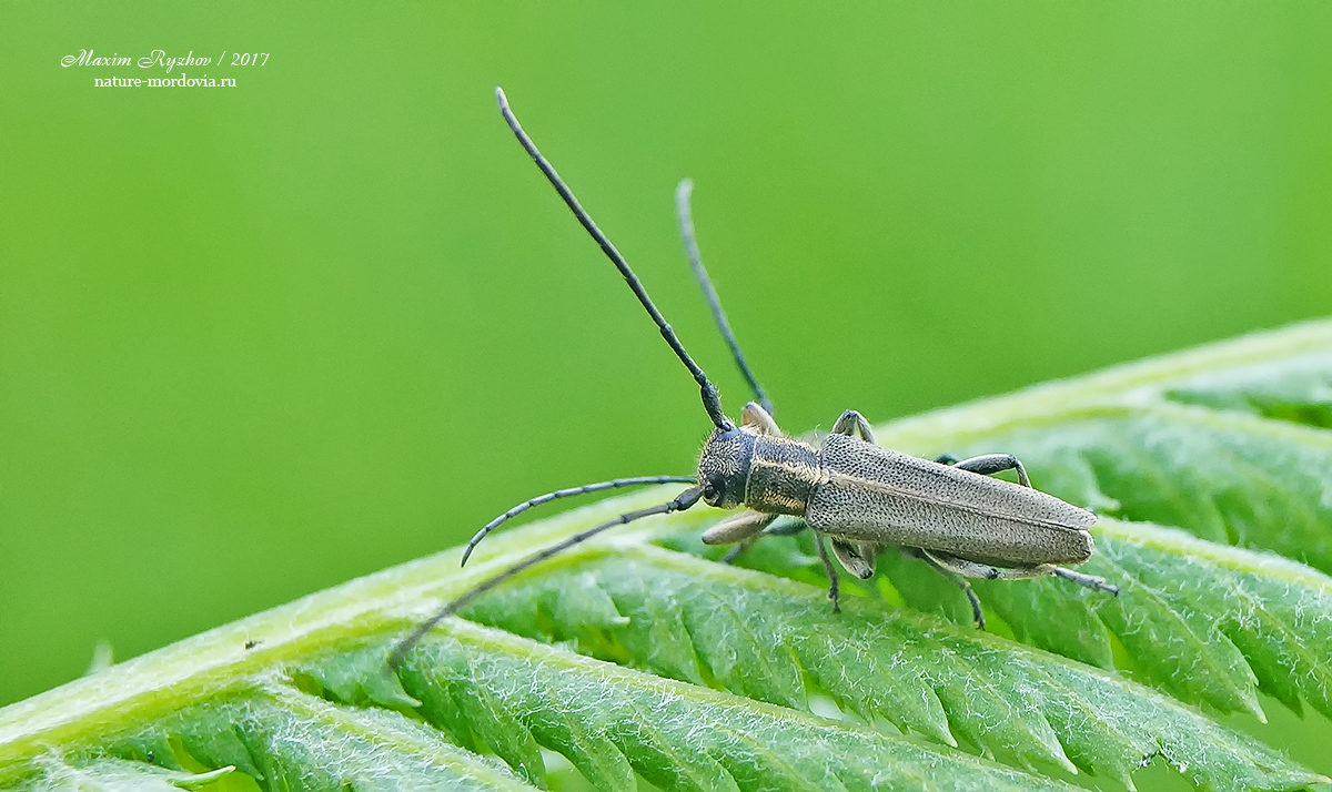 Фитоеция черноусая Phytoecia nigricornis