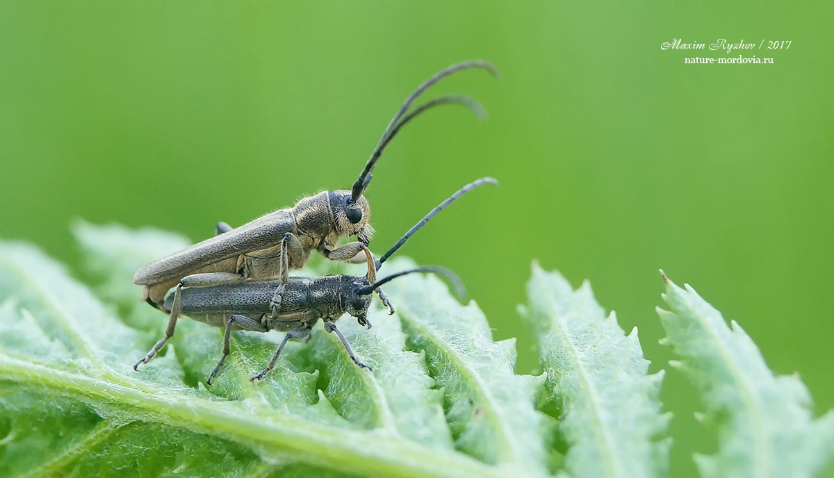 Фитоеция черноусая Phytoecia nigricornis