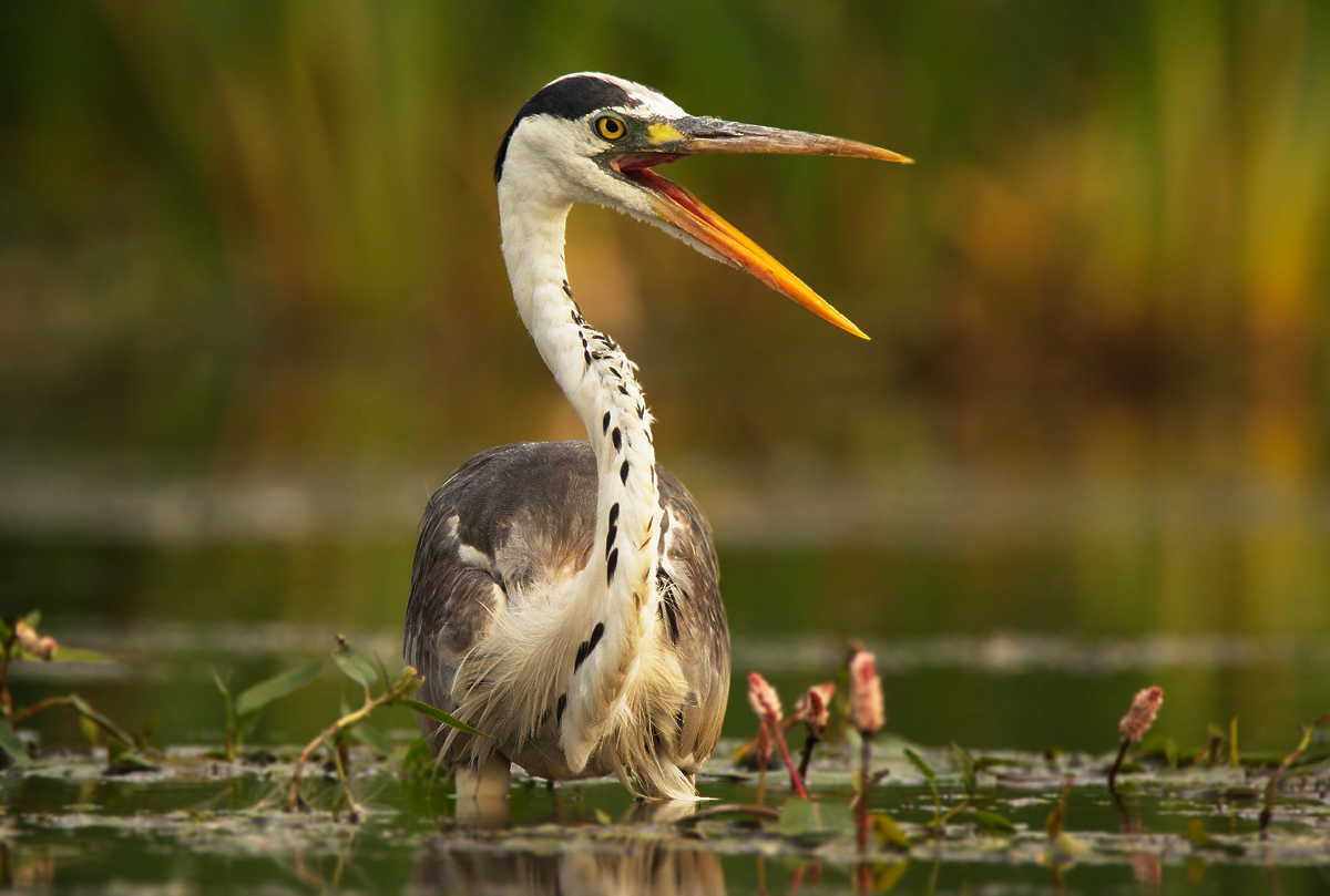 Серая цапля (Ardea cinerea)