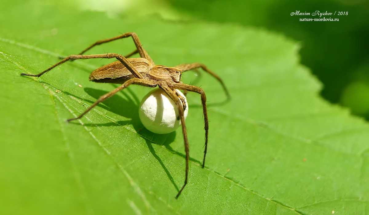 Пизаура удивительная (Pisaura mirabilis)