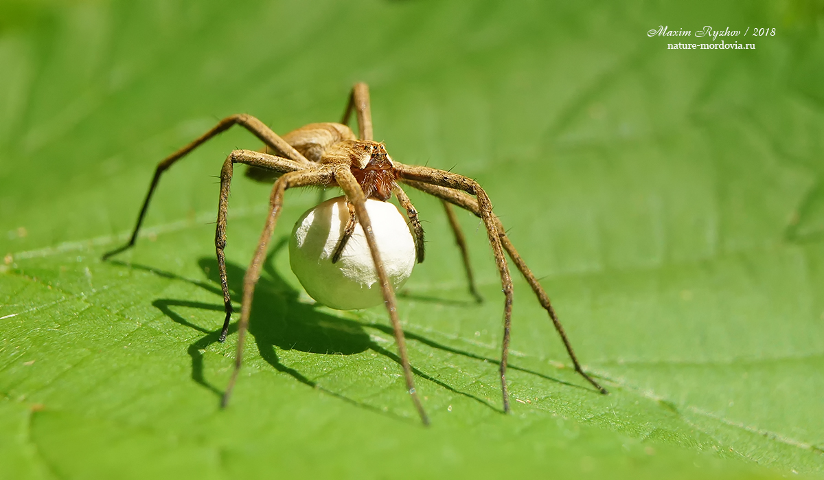 Пизаура удивительная (Pisaura mirabilis)