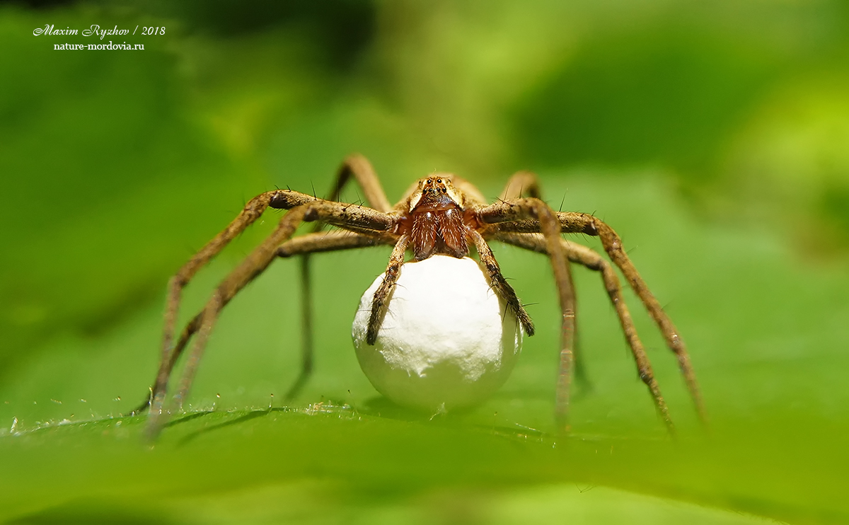 Пизаура удивительная (Pisaura mirabilis)
