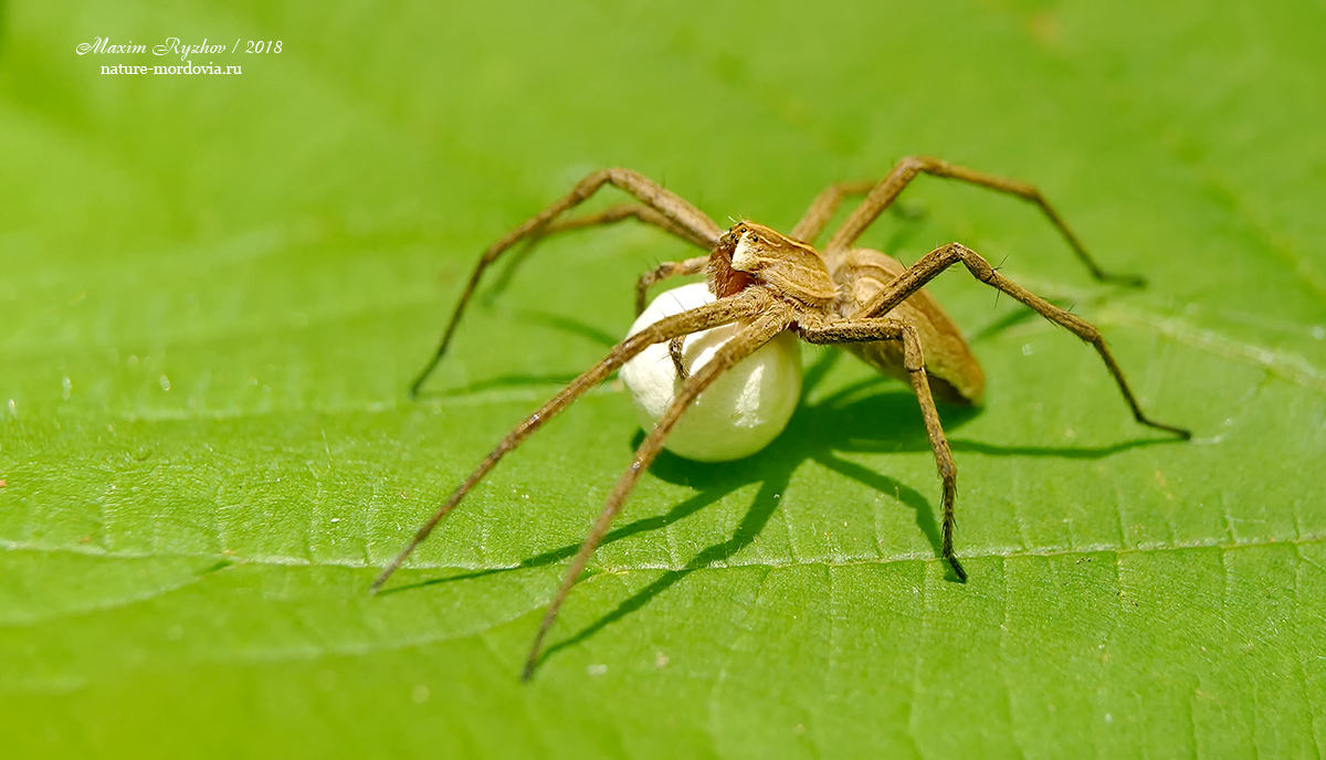 Пизаура удивительная (Pisaura mirabilis)