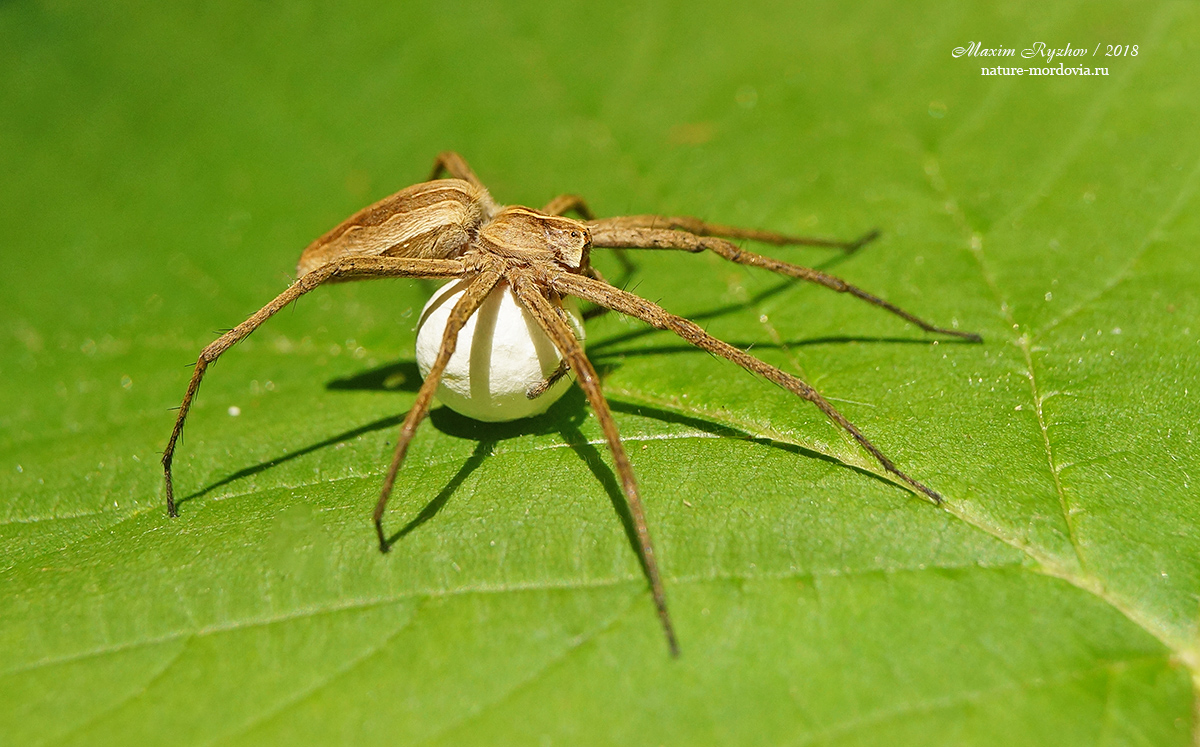 Пизаура удивительная (Pisaura mirabilis)