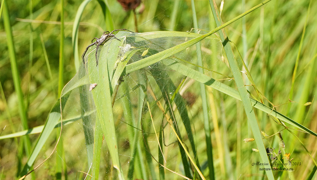 Пизаура удивительная (Pisaura mirabilis)