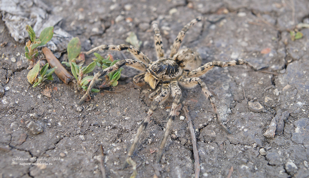 Южнорусский тарантул (Lycosa singoriensis)