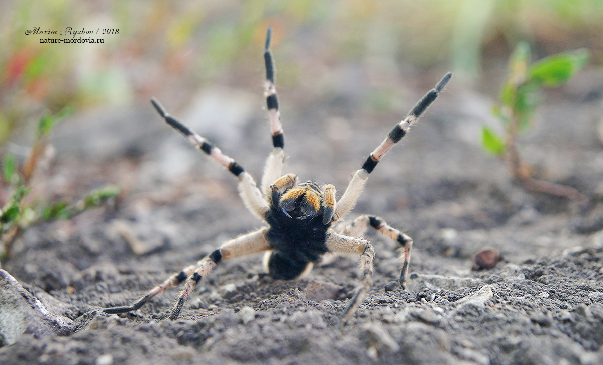 Южнорусский тарантул (Lycosa singoriensis)