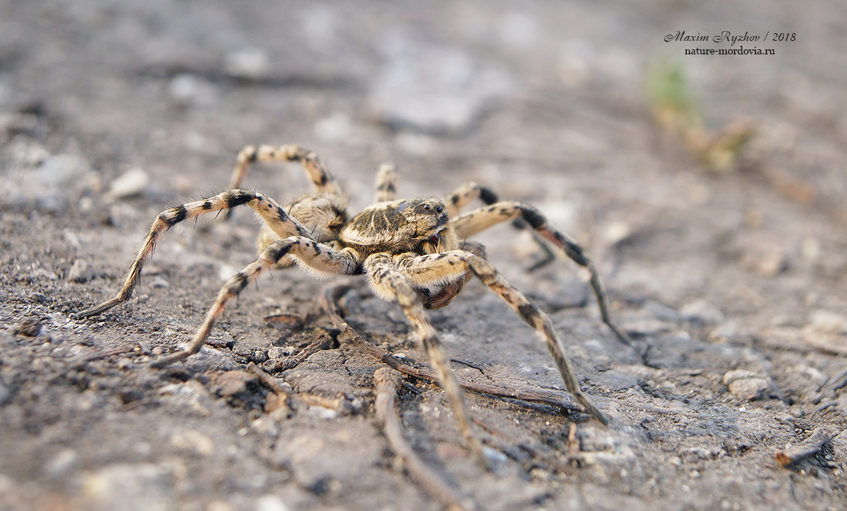 Южнорусский тарантул (Lycosa singoriensis)