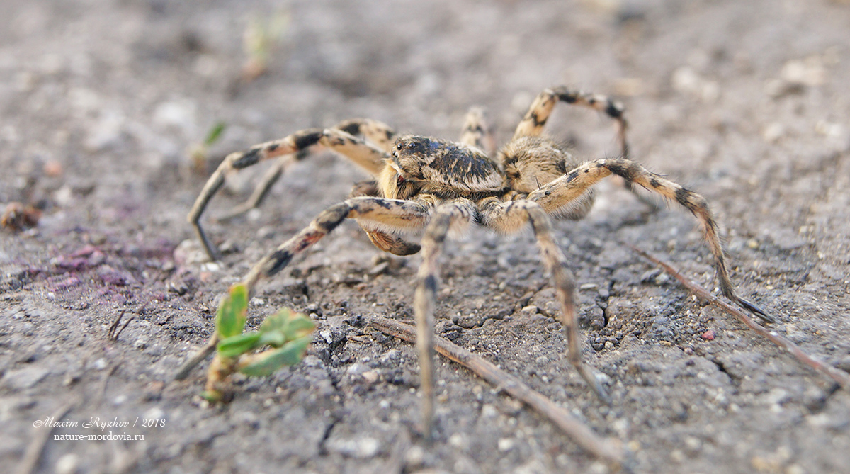 Южнорусский тарантул (Lycosa singoriensis)