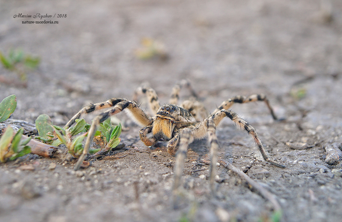 Южнорусский тарантул (Lycosa singoriensis)
