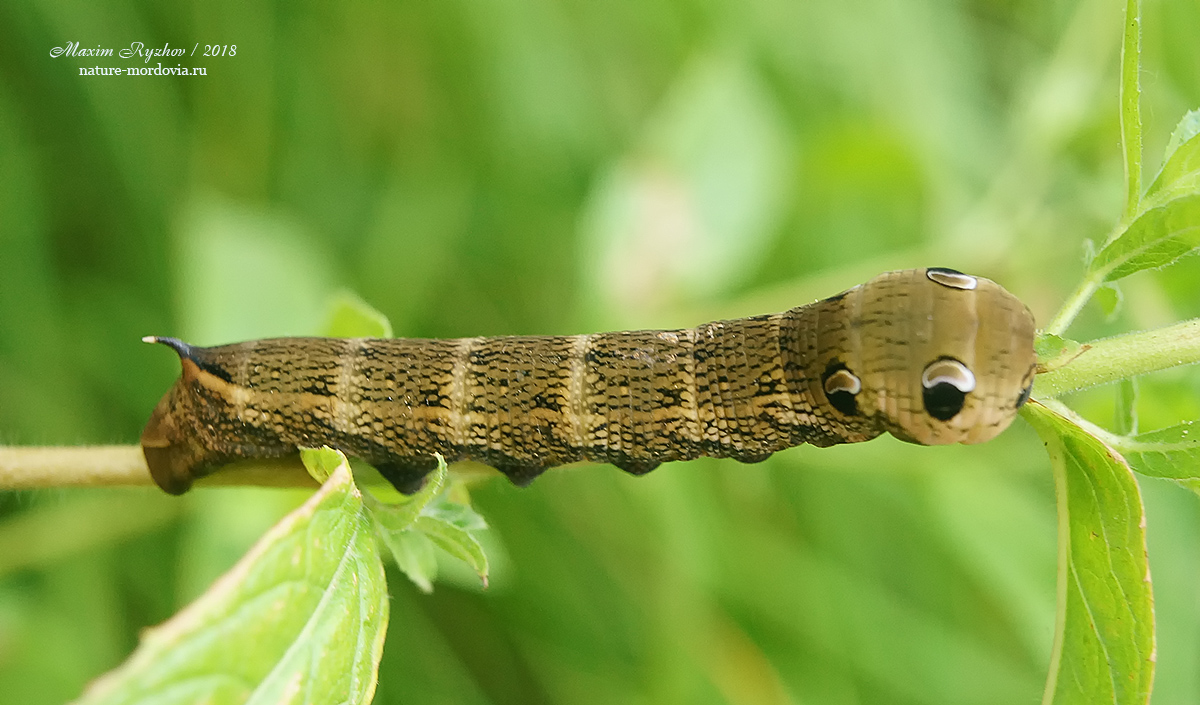 Средний винный бражник (Deilephila elpenor)