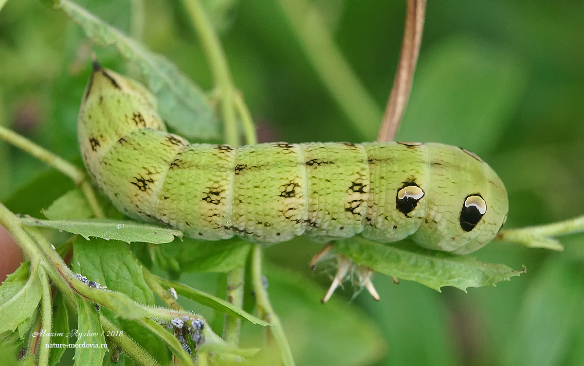 Средний винный бражник (Deilephila elpenor)