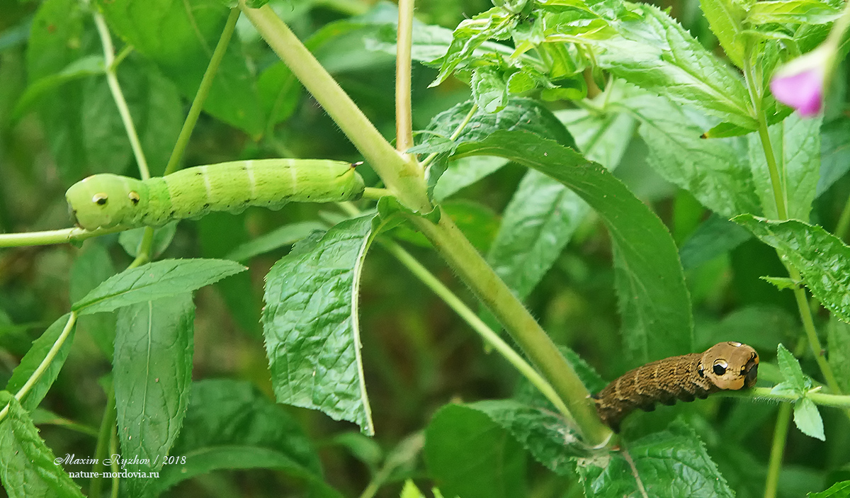 Средний винный бражник (Deilephila elpenor)