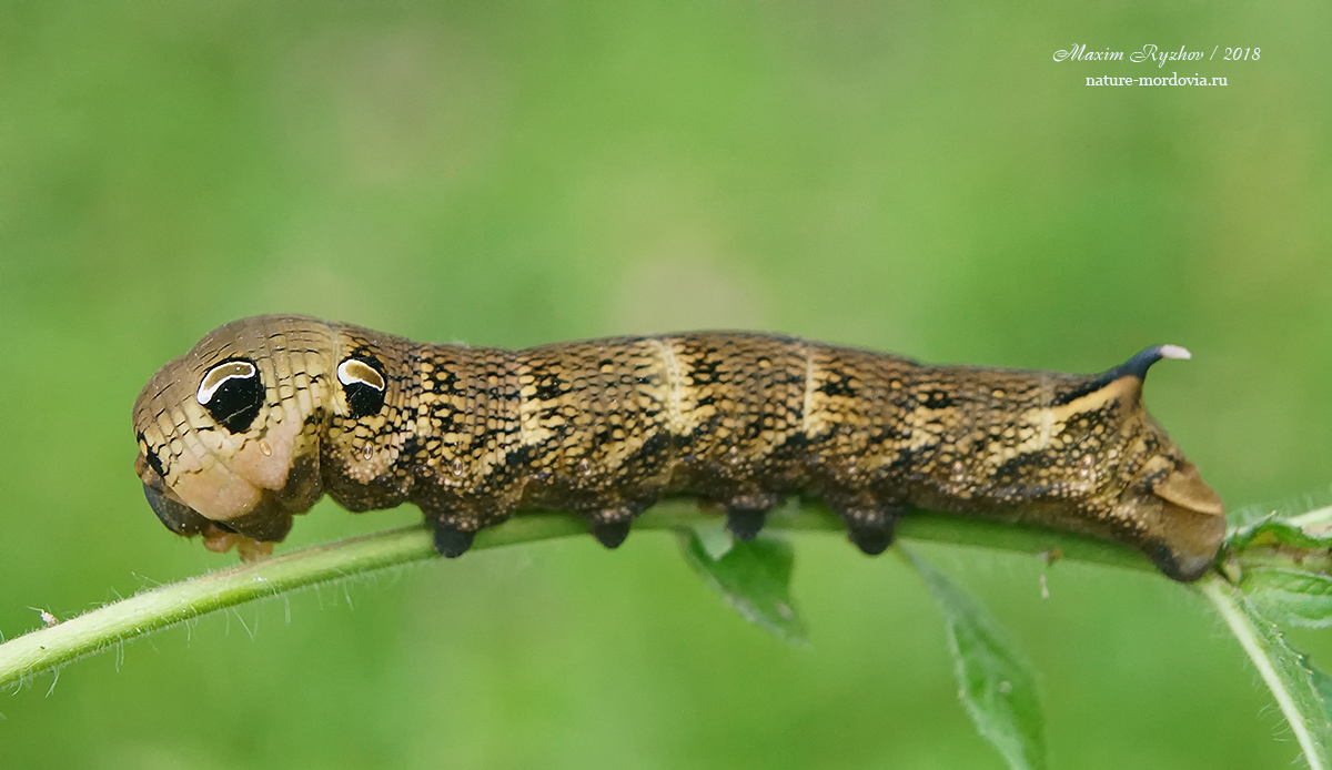 Средний винный бражник (Deilephila elpenor)